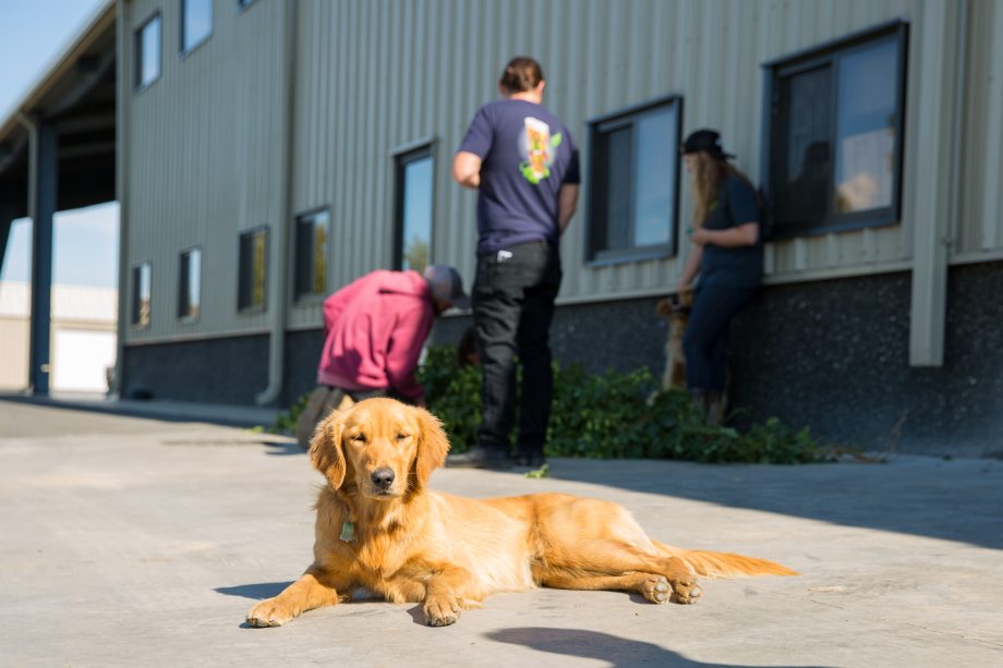 dog laying in the sun