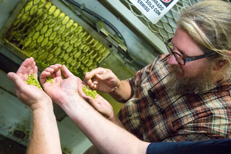 Three men looking at hops