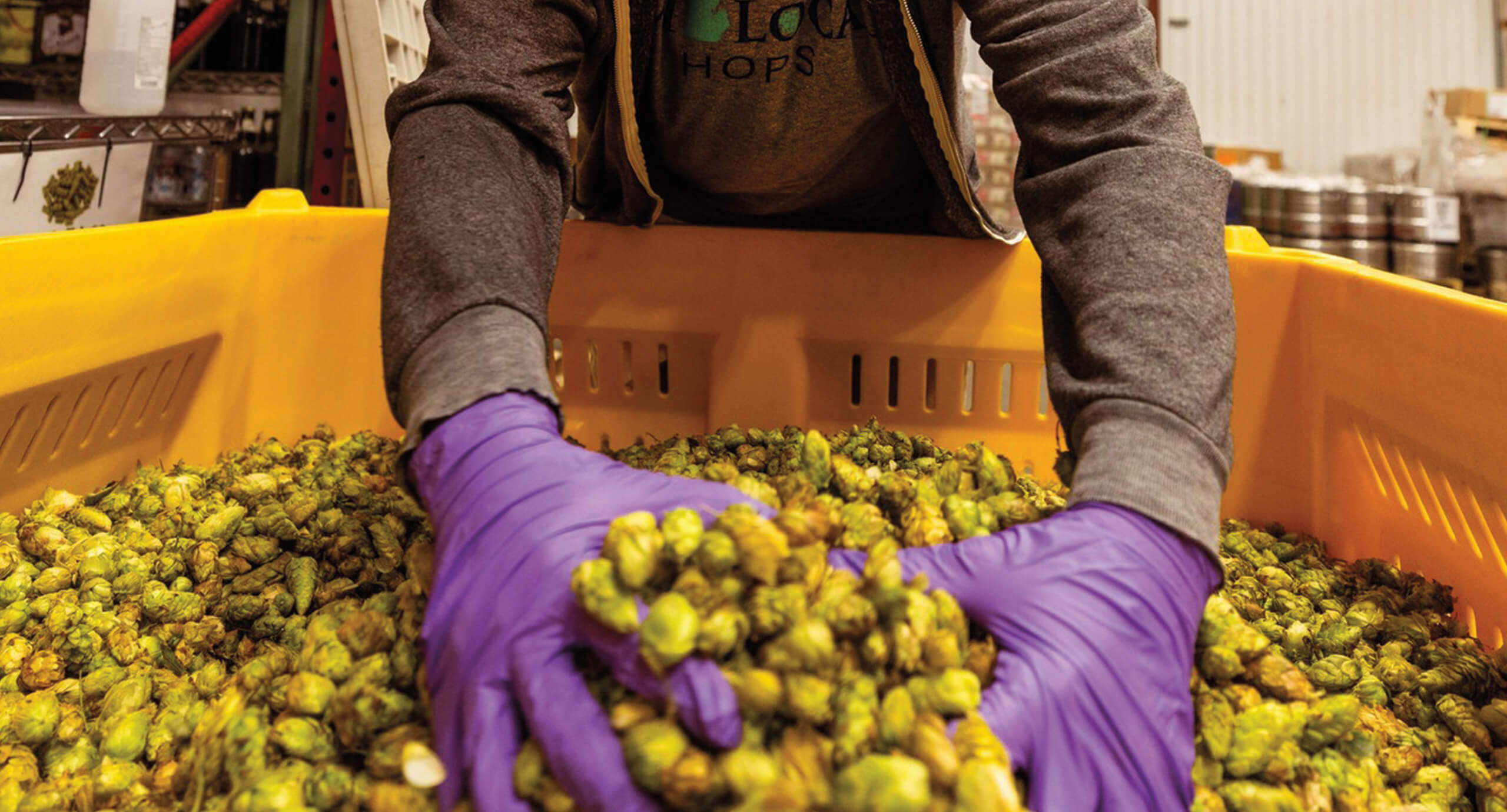 Person with purple gloves handling hops