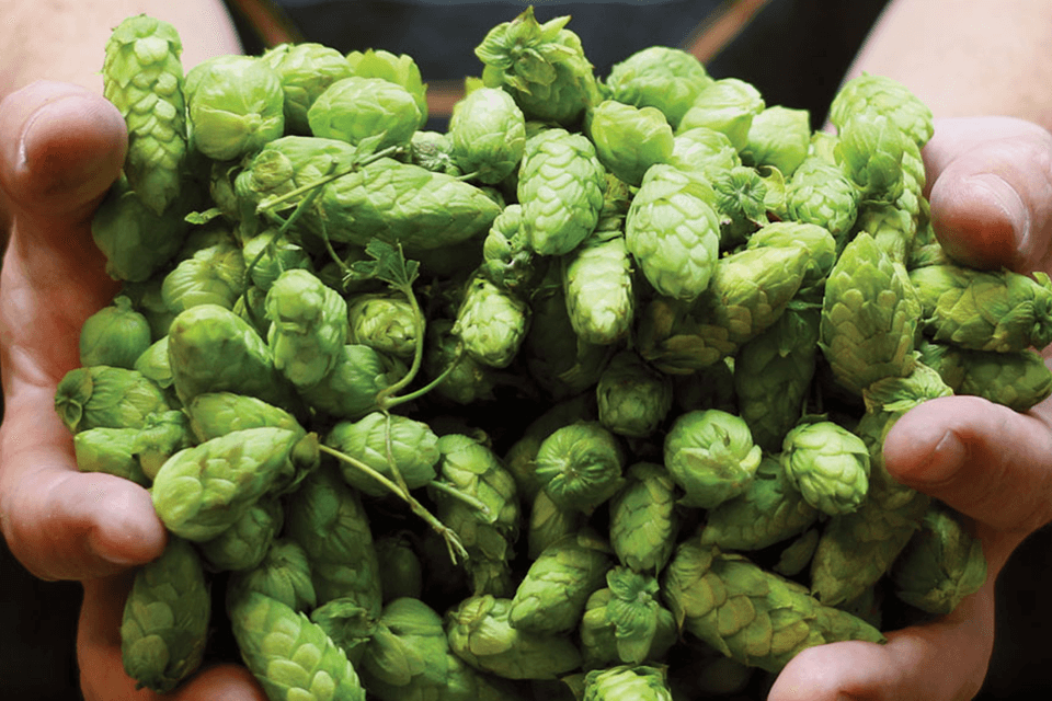 Hands holding hops